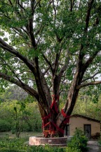 Meditation tree in Rishikesh, India