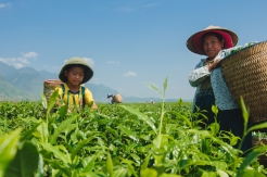 Vietnam field workers