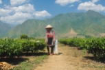 Vietnam field worker