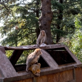 Be careful with monkeys on your way from Dharamkot village to Dharamsala, India