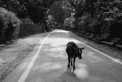 A cow and the road, Rishikesh, India